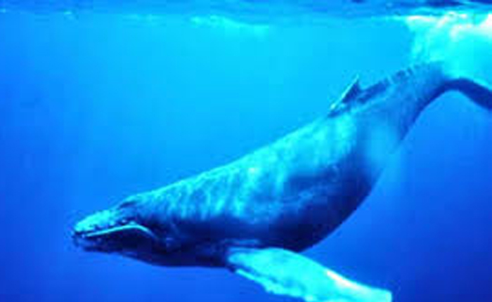 Galapagos Islands Tour