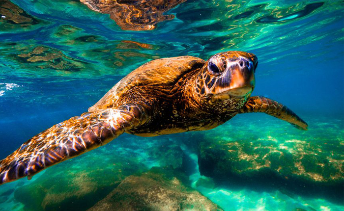 Galapagos Islands Turtle Tour