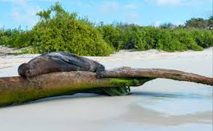 Galapagos Islands Tour